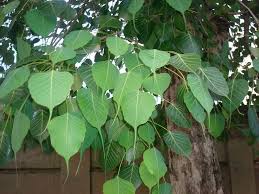 Peepal